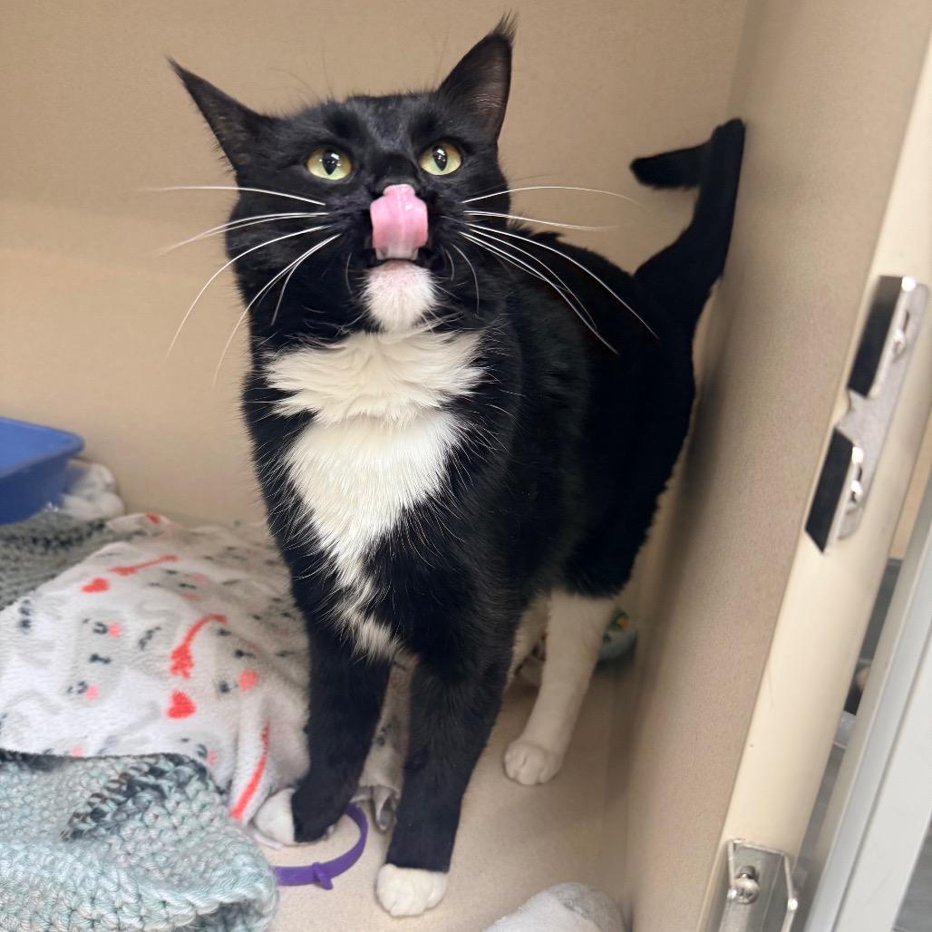 Enlarge Meow Meow, a Adoptable Domestic Short Hair in Great Falls, MT image 5/6