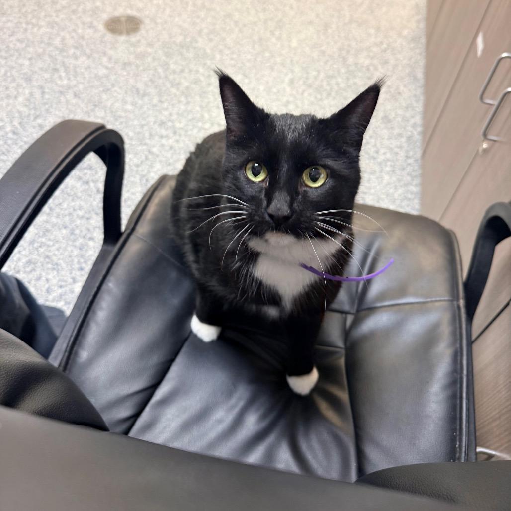 Enlarge Meow Meow, a Adoptable Domestic Short Hair in Great Falls, MT image 6/6