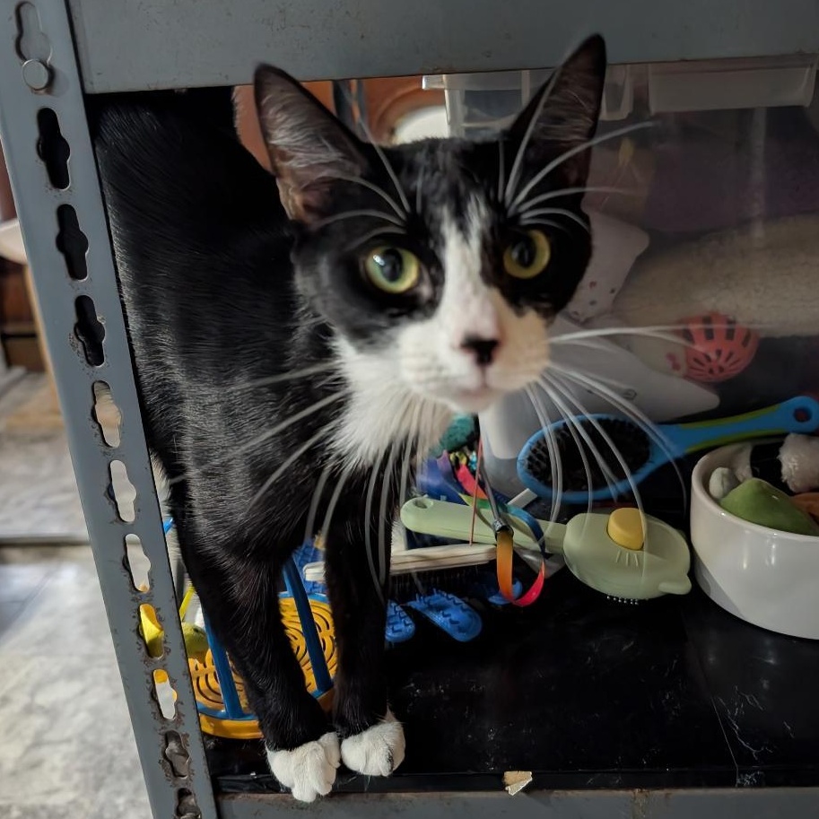 Enlarge Elaine , an adopted Domestic Short Hair in Reisterstown, MD image 2/5