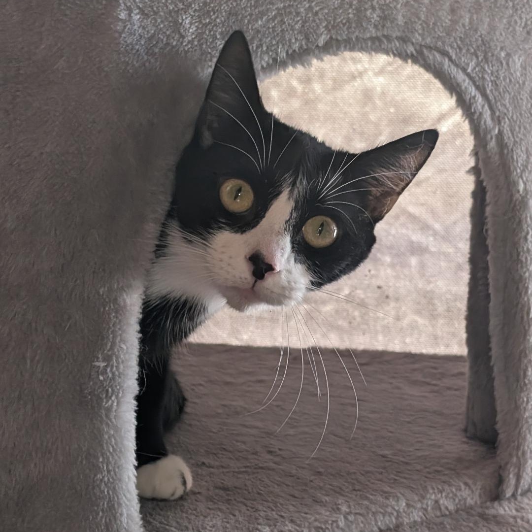 Elaine , adopted, Kitten Female Domestic Short Hair.