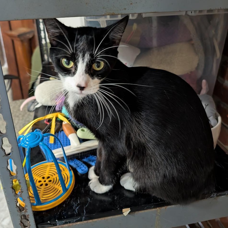 Enlarge Elaine , an adopted Domestic Short Hair in Reisterstown, MD image 3/5