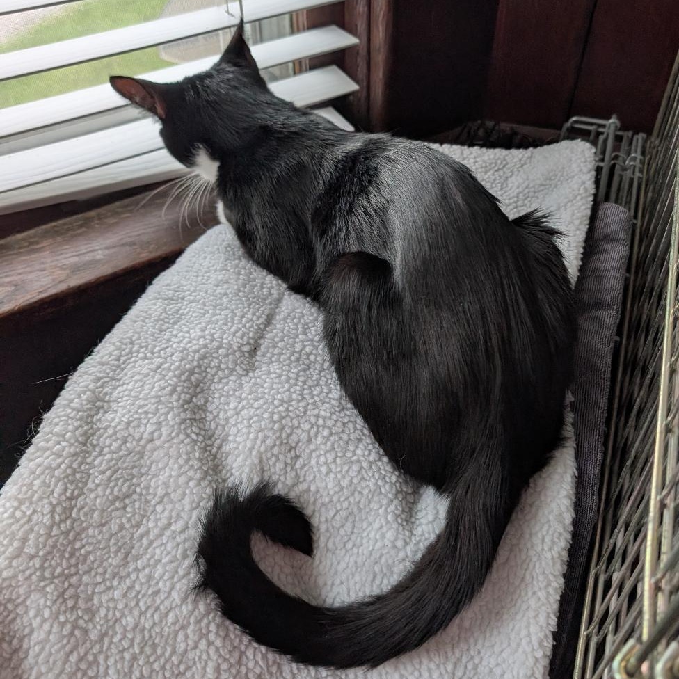 Enlarge Elaine , an adopted Domestic Short Hair in Reisterstown, MD image 5/5