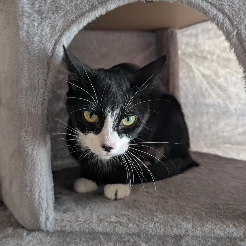 Enlarge Elaine , an adopted Domestic Short Hair in Reisterstown, MD image 4/5