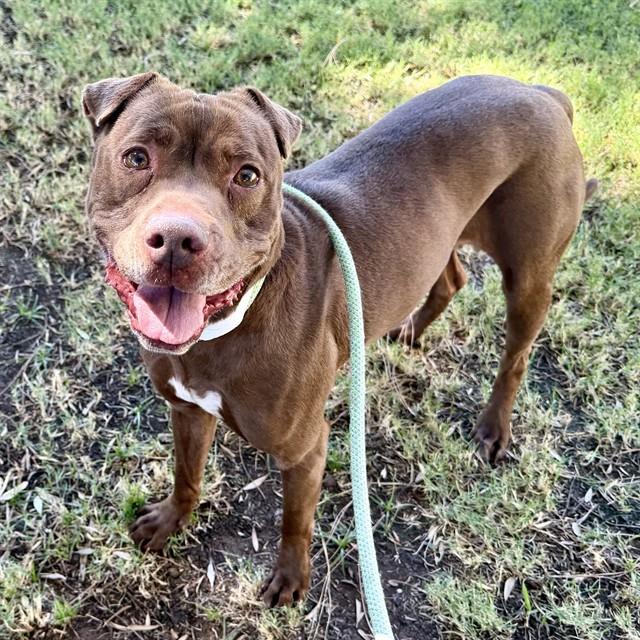BEETLE, Adoptable, Adult Female Pit Bull Terrier & Mixed Breed.