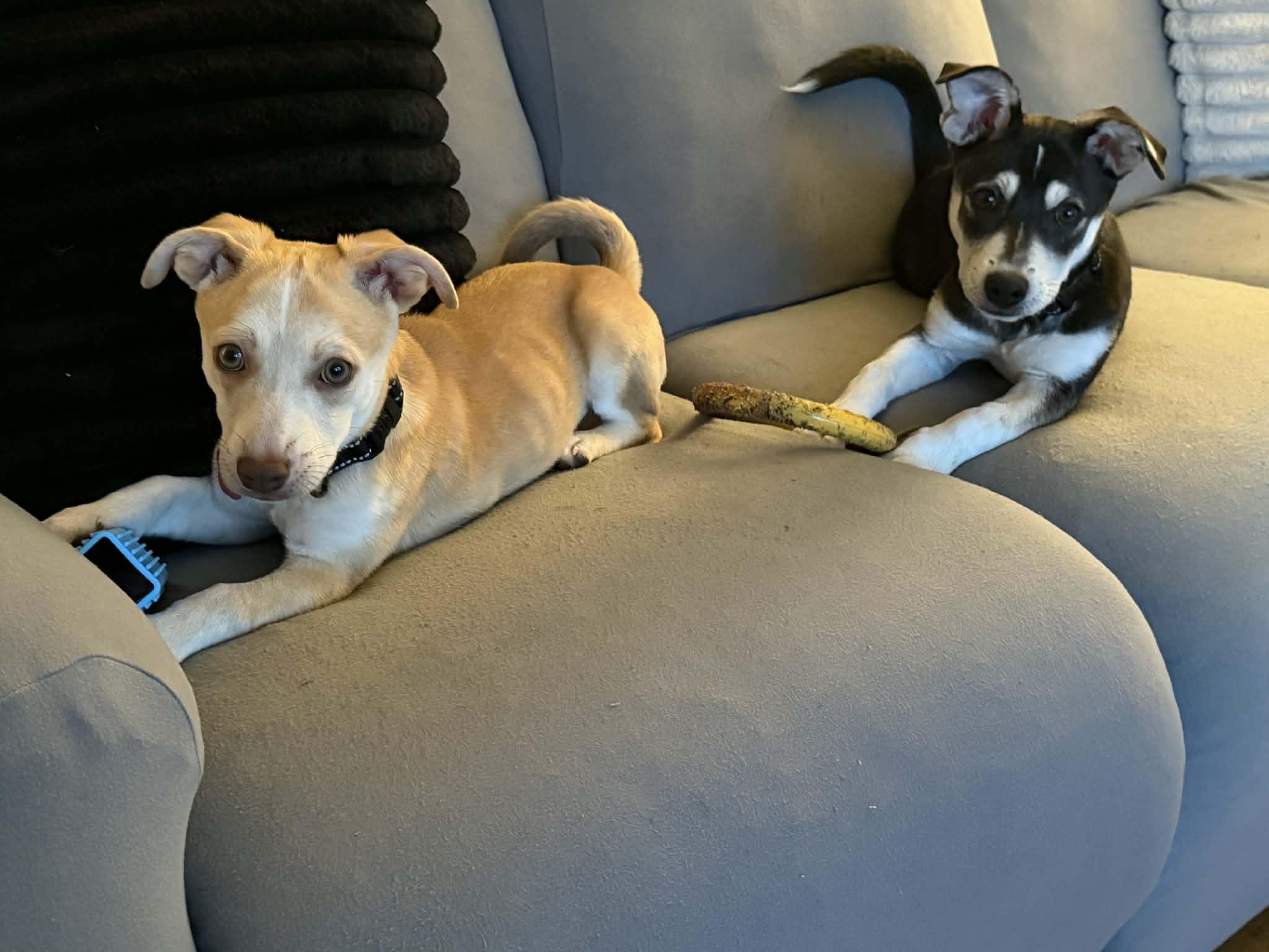 Enlarge Luka, a ADOPTABLE mixed breed in Kalamazoo, MI image 6/6