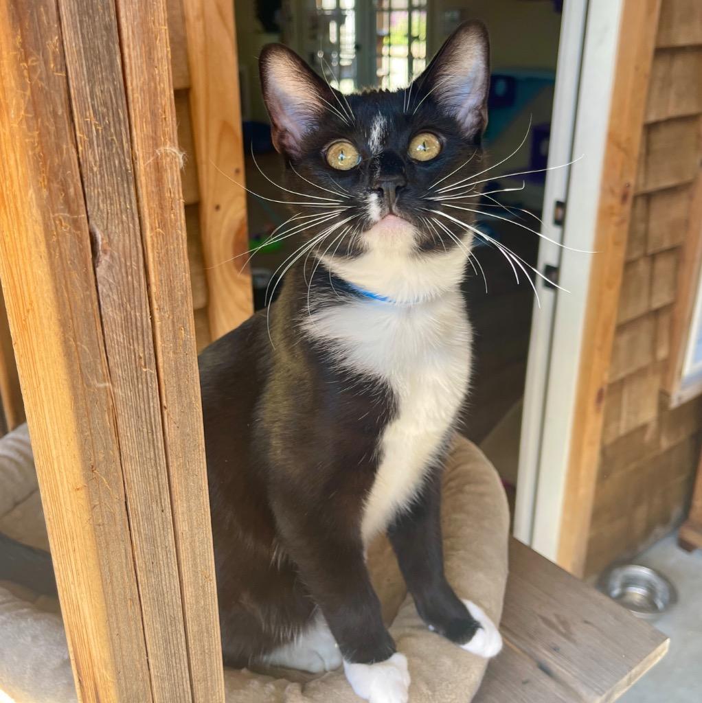 Enlarge Franklin, a Adoptable mixed breed in Cambria, CA image 1/6