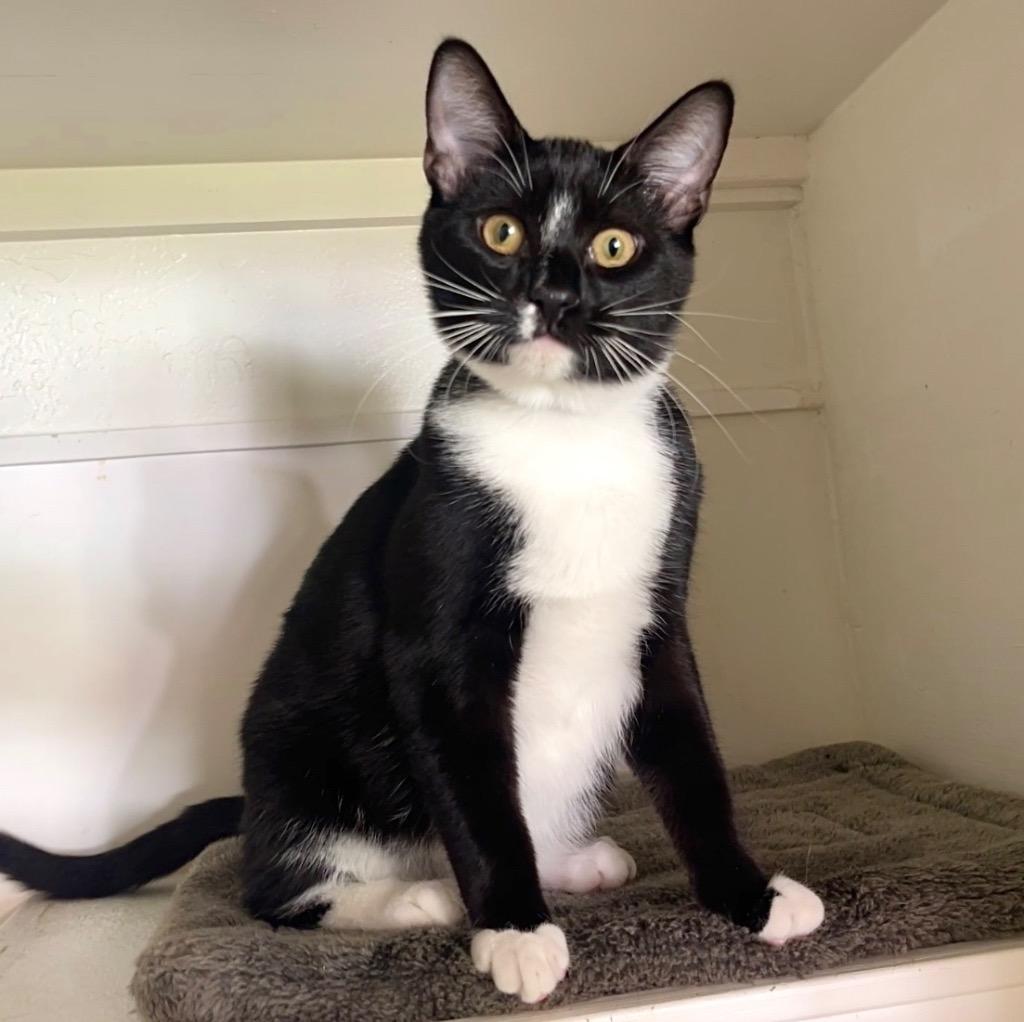 Enlarge Franklin, a Adoptable mixed breed in Cambria, CA image 2/6