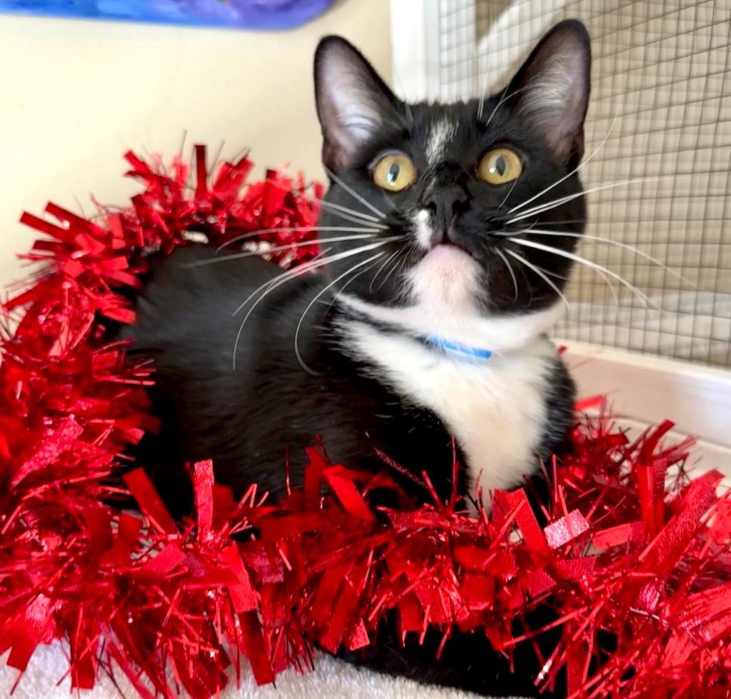 Enlarge Franklin, a Adoptable mixed breed in Cambria, CA image 3/6