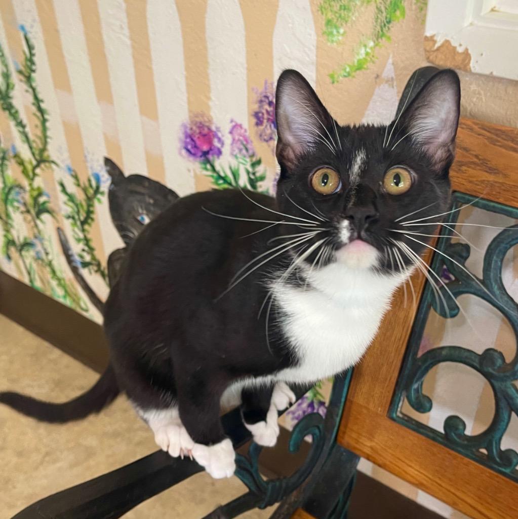 Enlarge Franklin, a Adoptable mixed breed in Cambria, CA image 4/6