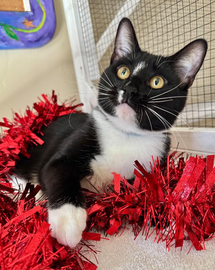 Enlarge Franklin, a Adoptable mixed breed in Cambria, CA image 5/6