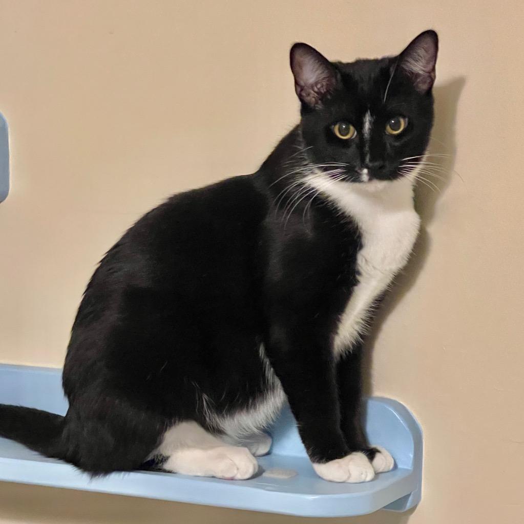 Enlarge Franklin, a Adoptable mixed breed in Cambria, CA image 6/6