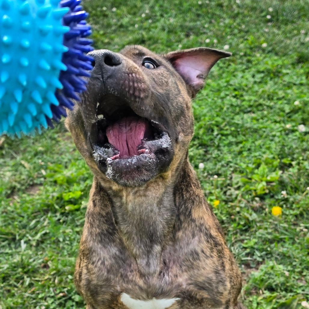 Groot, Adoptable, Adult Male Pit Bull Terrier.