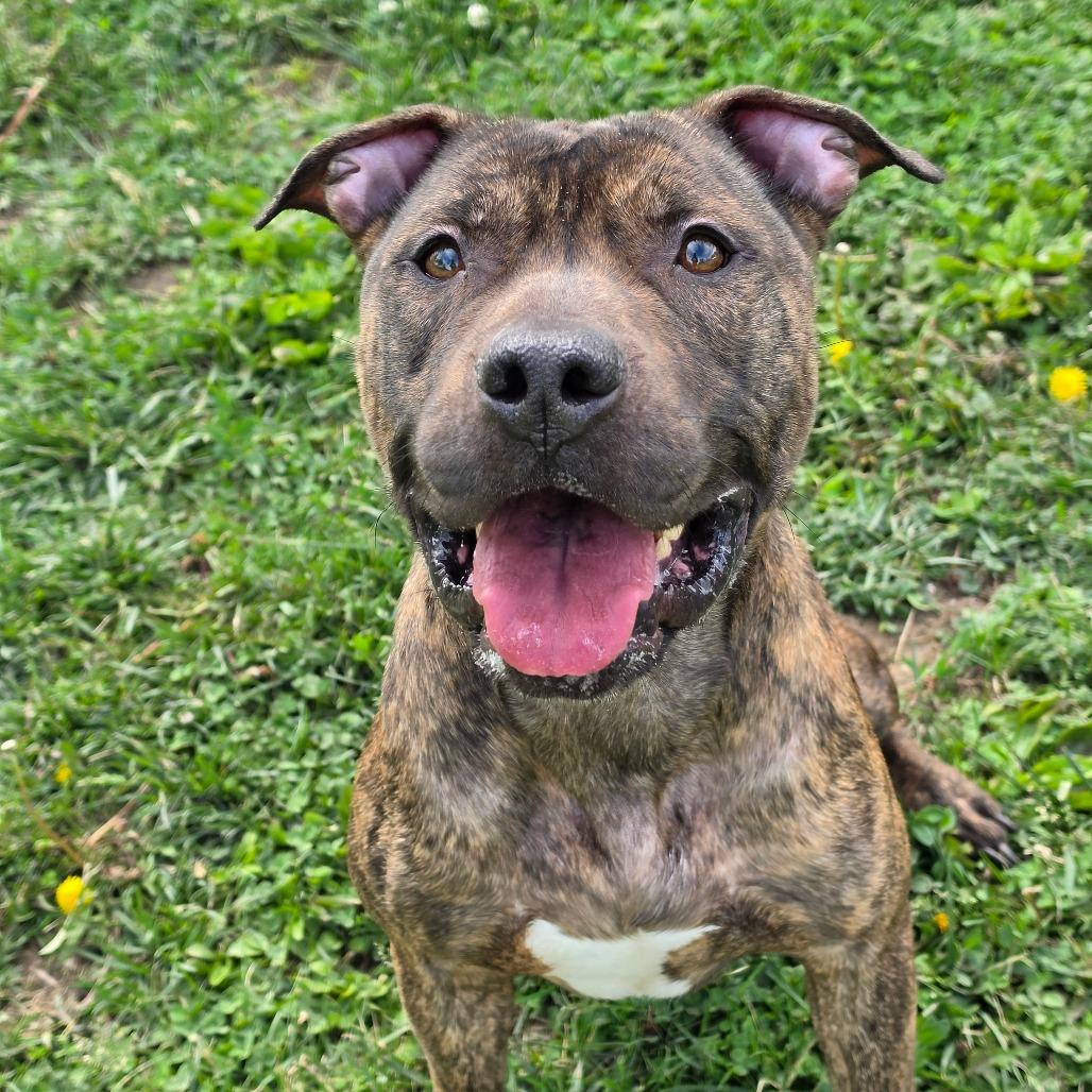 Enlarge Groot, a Adoptable Pit Bull Terrier in Marshalltown, IA image 2/3