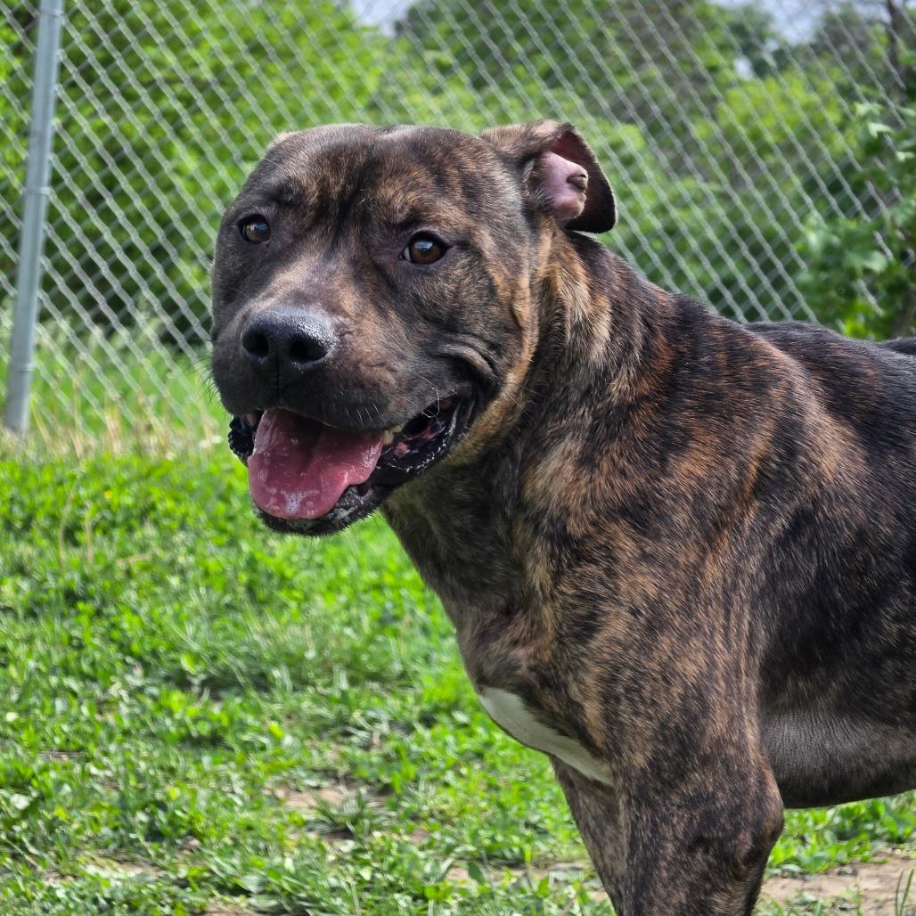 Enlarge Groot, a Adoptable Pit Bull Terrier in Marshalltown, IA image 3/3