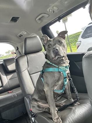 Enlarge Blue - 2, a Adoptable mixed breed in Daytona Beach, FL image 1/3
