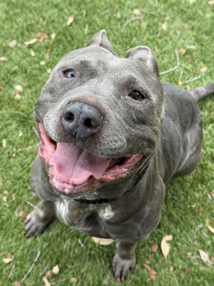 Enlarge Blue - 2, a Adoptable mixed breed in Daytona Beach, FL image 2/3