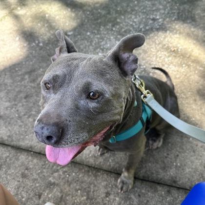 Enlarge Blue - 2, a Adoptable mixed breed in Daytona Beach, FL image 3/3