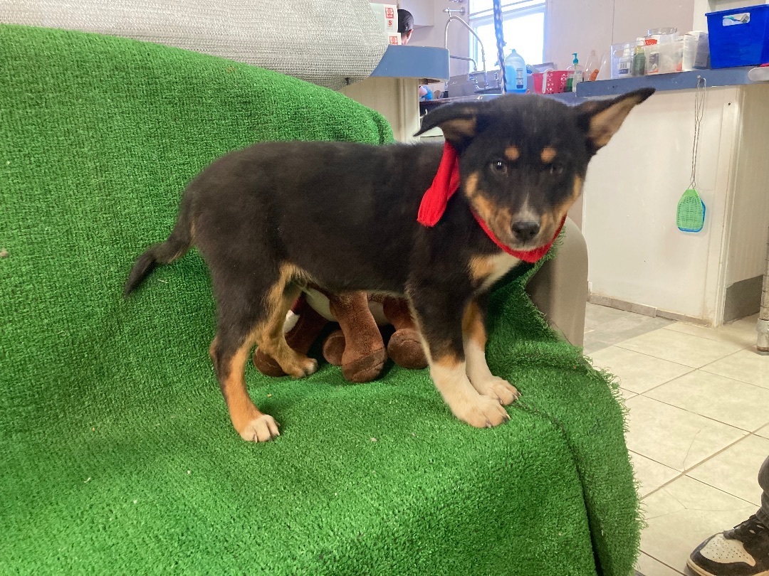 Jax, a Adoptable mixed breed in El Paso, TX image 4/6