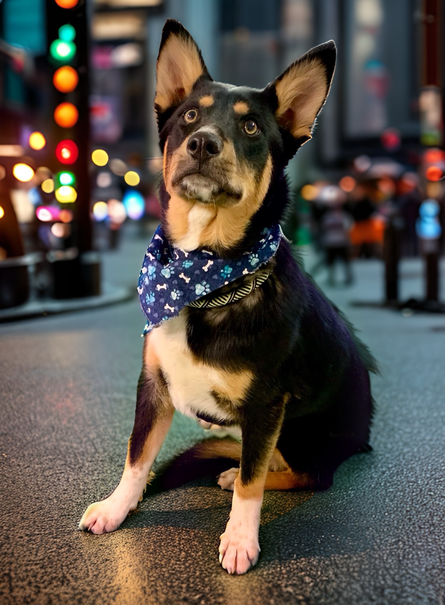 Jax, a Adoptable mixed breed in El Paso, TX image 2/6