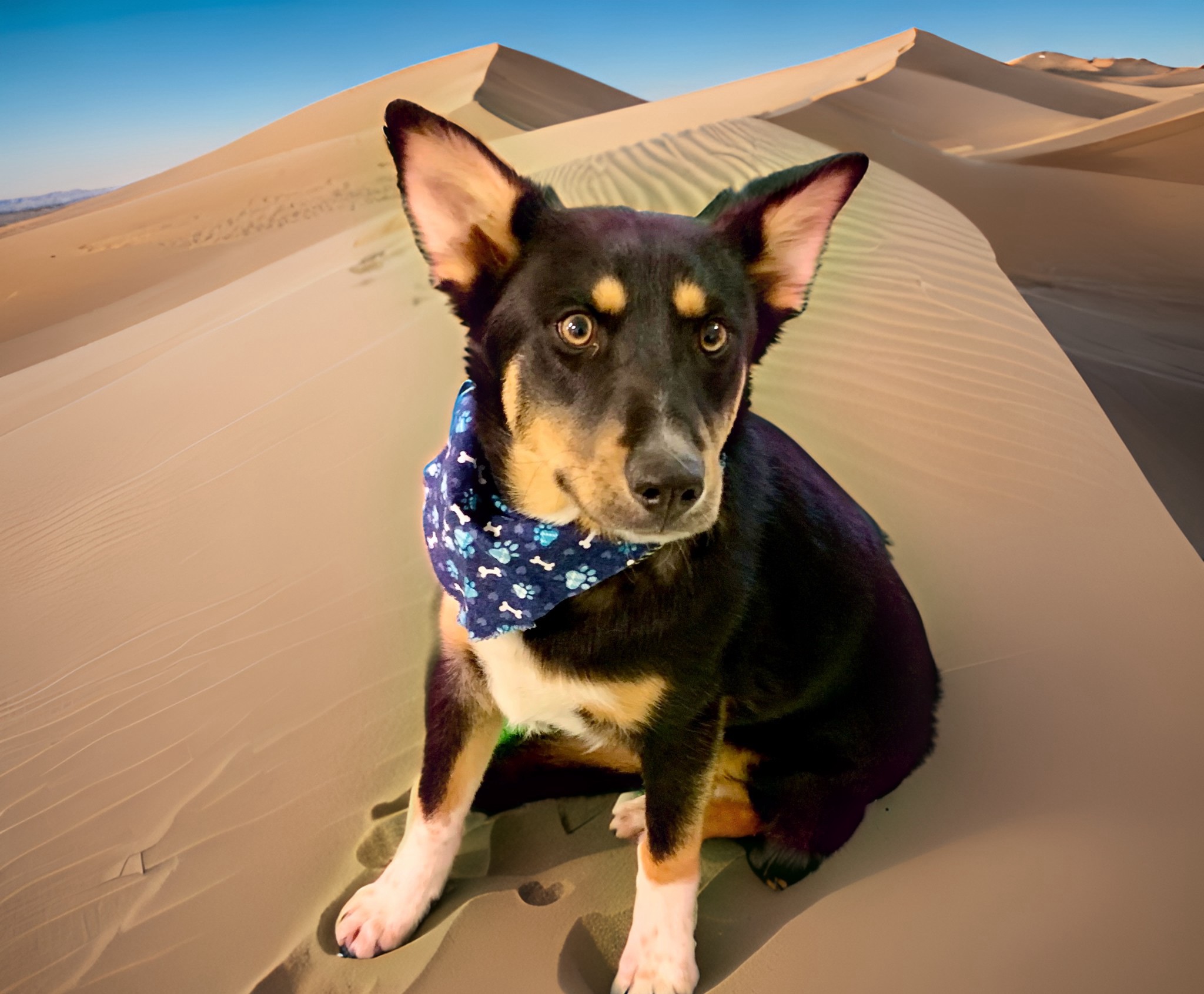 Jax, a Adoptable mixed breed in El Paso, TX image 3/6