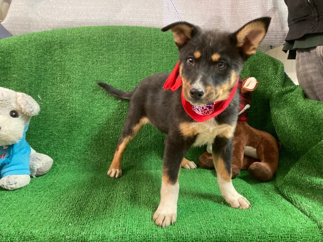 Jax, a Adoptable mixed breed in El Paso, TX image 6/6