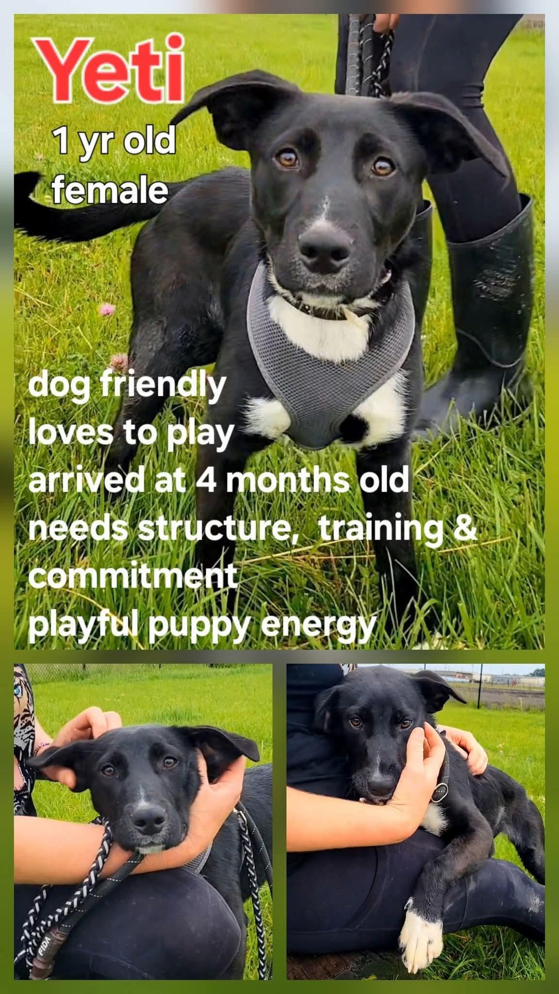 Yeti, Adoptable, Young Female Labrador Retriever.