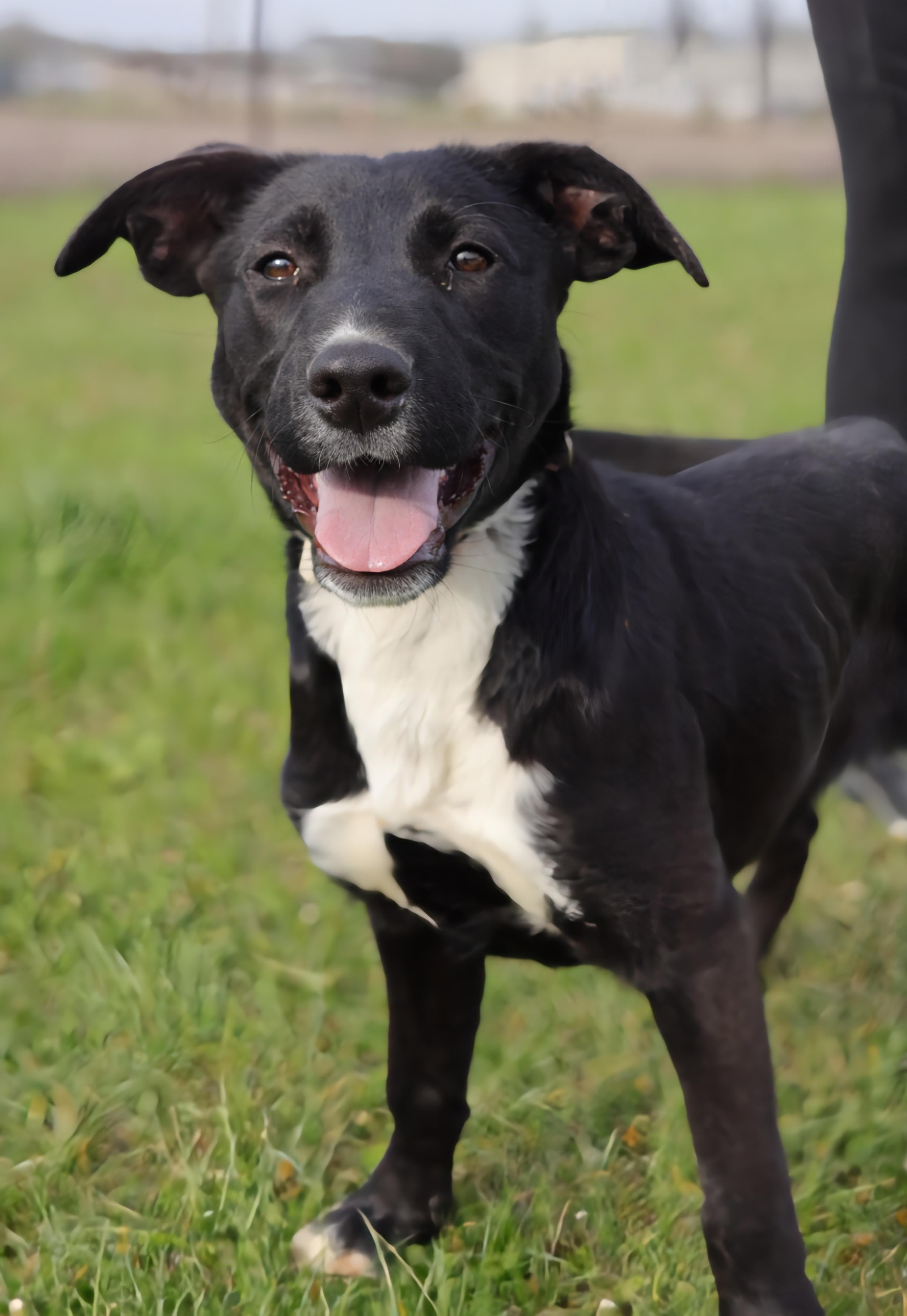 Enlarge Yeti, a Adoptable Labrador Retriever in Ashland, KY image 1/1