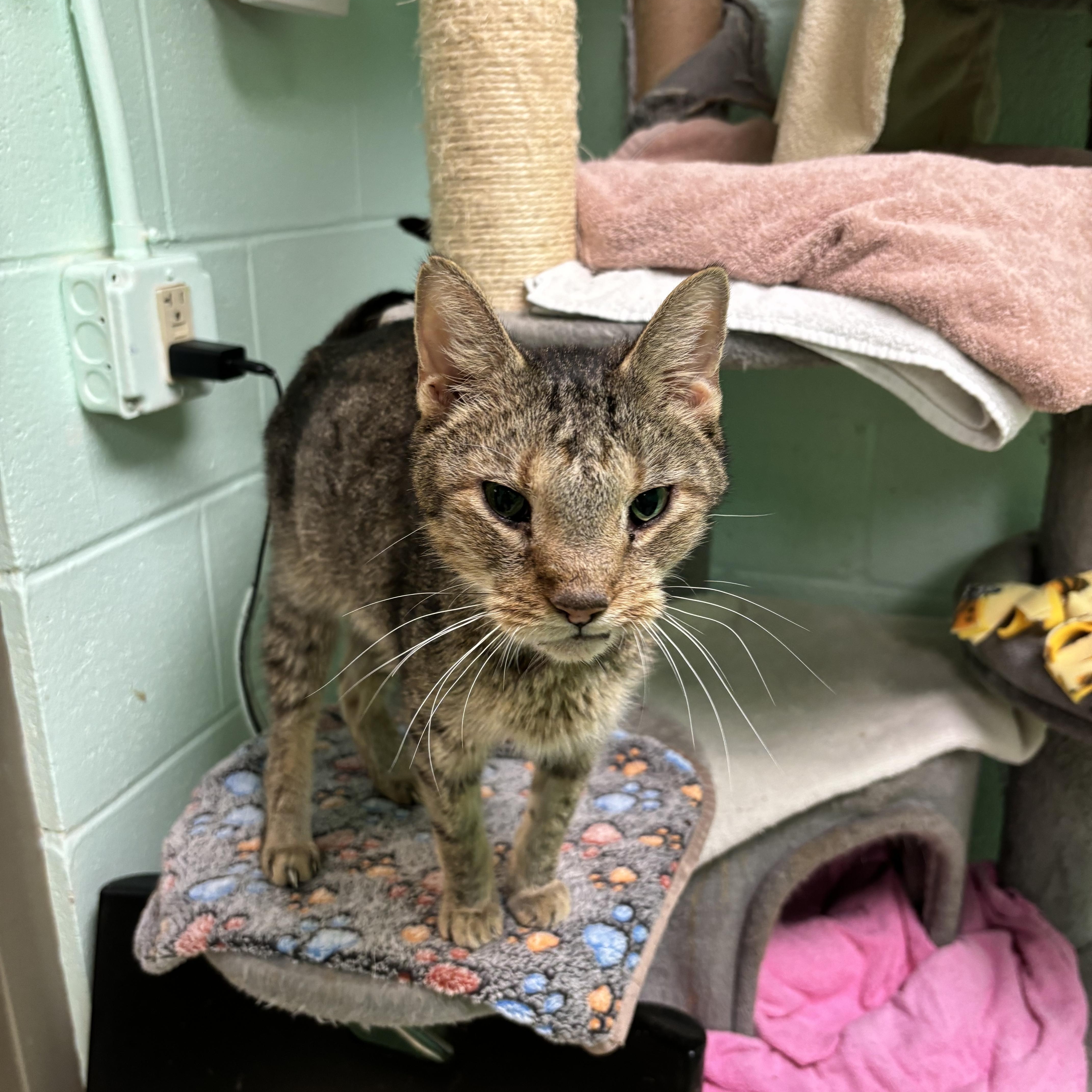 Bud, Adopted, Senior Male Domestic Short Hair.