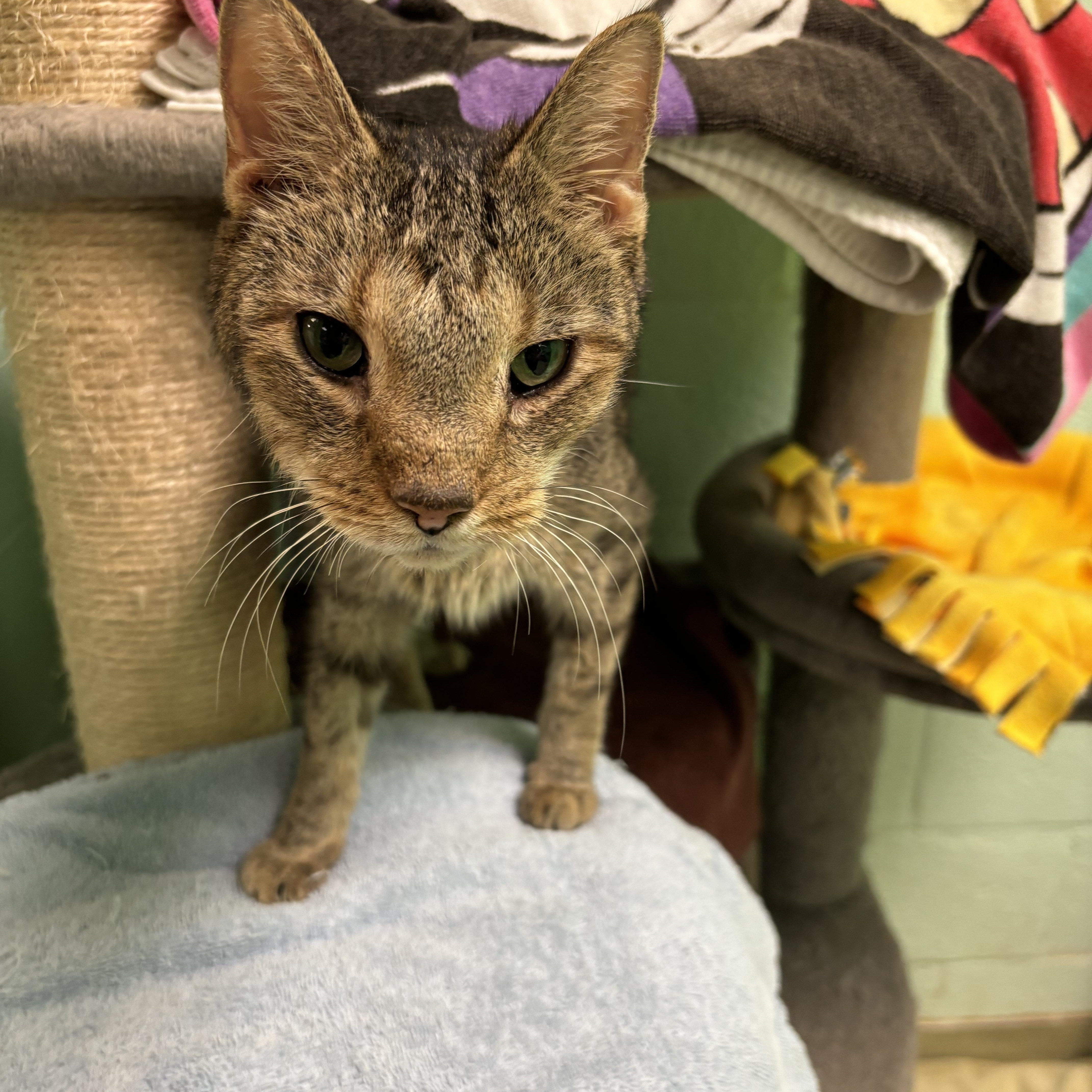 Enlarge Bud, a Adopted Domestic Short Hair in Cincinnati, OH image 2/2