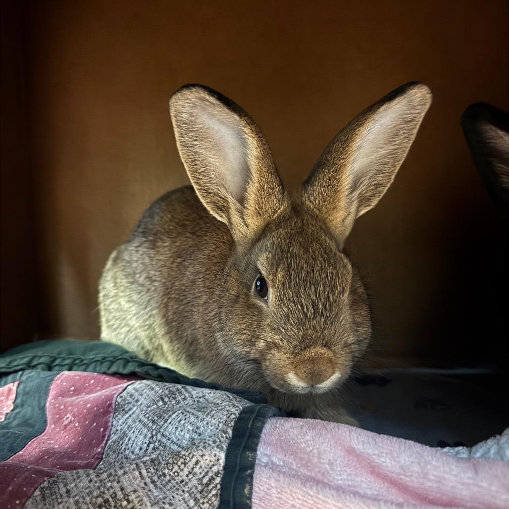 Enlarge Panini, a Adoptable American in Providence, RI image 1/5