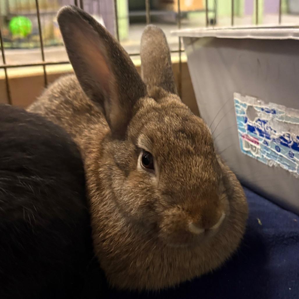 Enlarge Panini, a Adoptable American in Providence, RI image 2/5