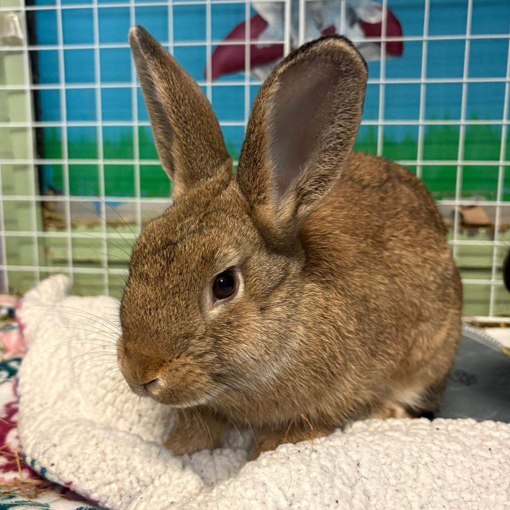 Enlarge Panini, a Adoptable American in Providence, RI image 4/5