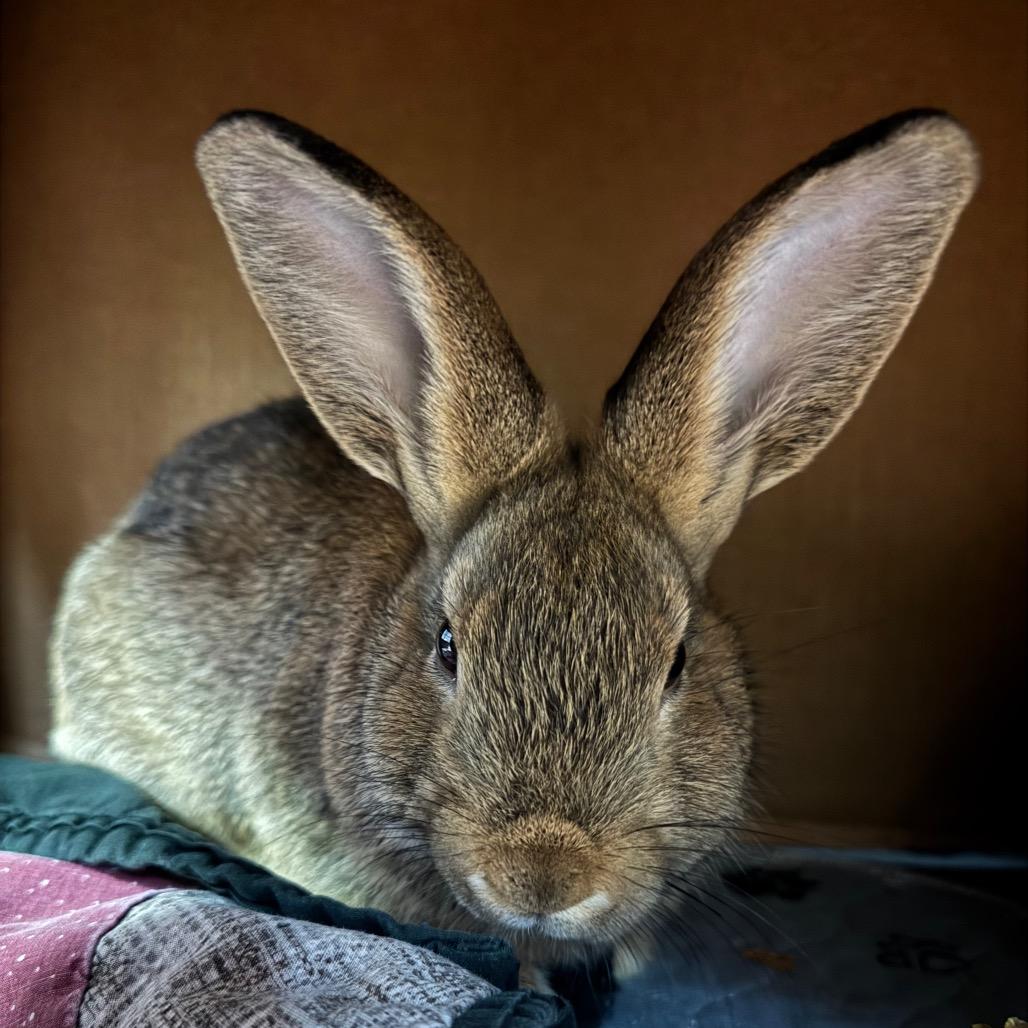 Enlarge Panini, a Adoptable American in Providence, RI image 5/5
