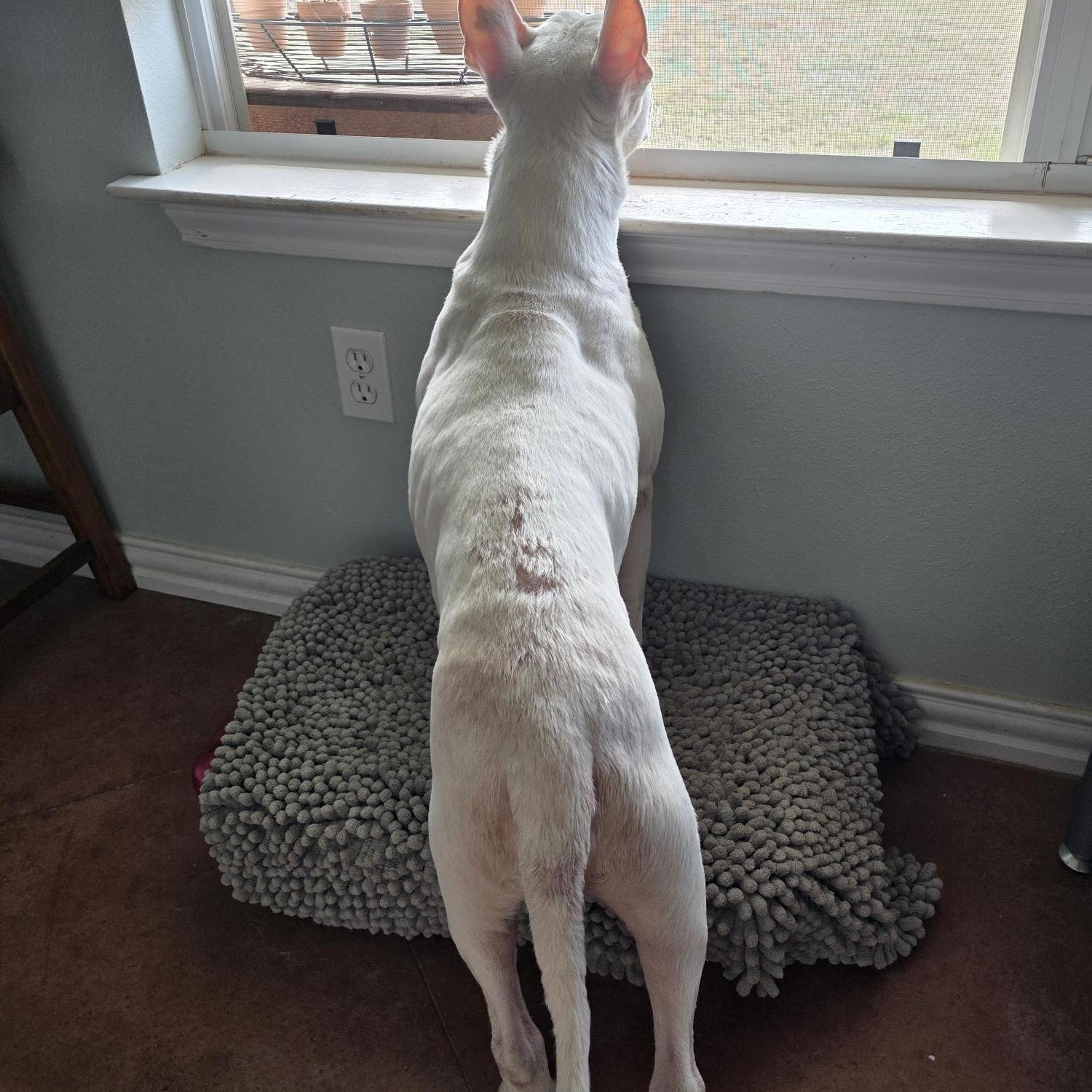 Enlarge Jack, a ADOPTABLE Bull Terrier in Dallas, TX image 5/5