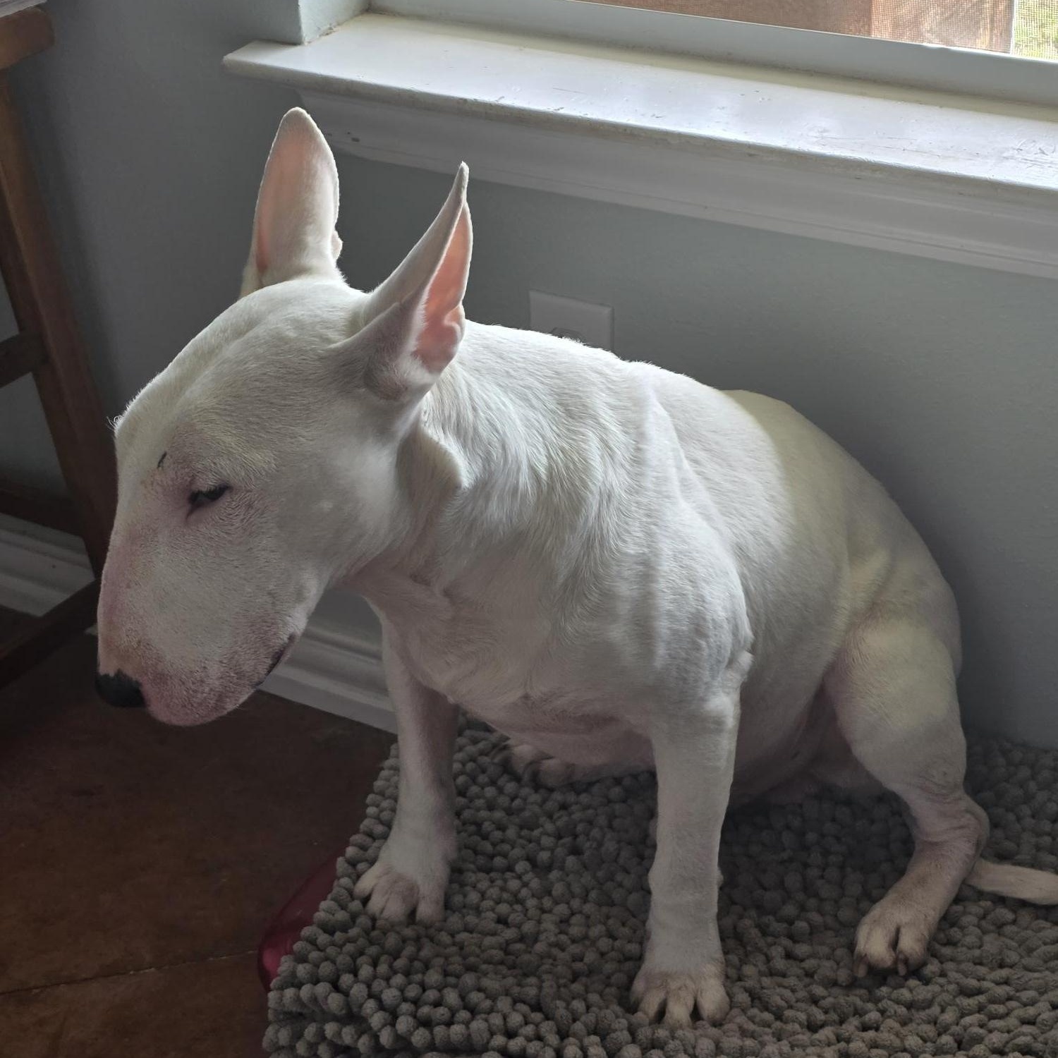 Enlarge Jack, a ADOPTABLE Bull Terrier in Dallas, TX image 4/5