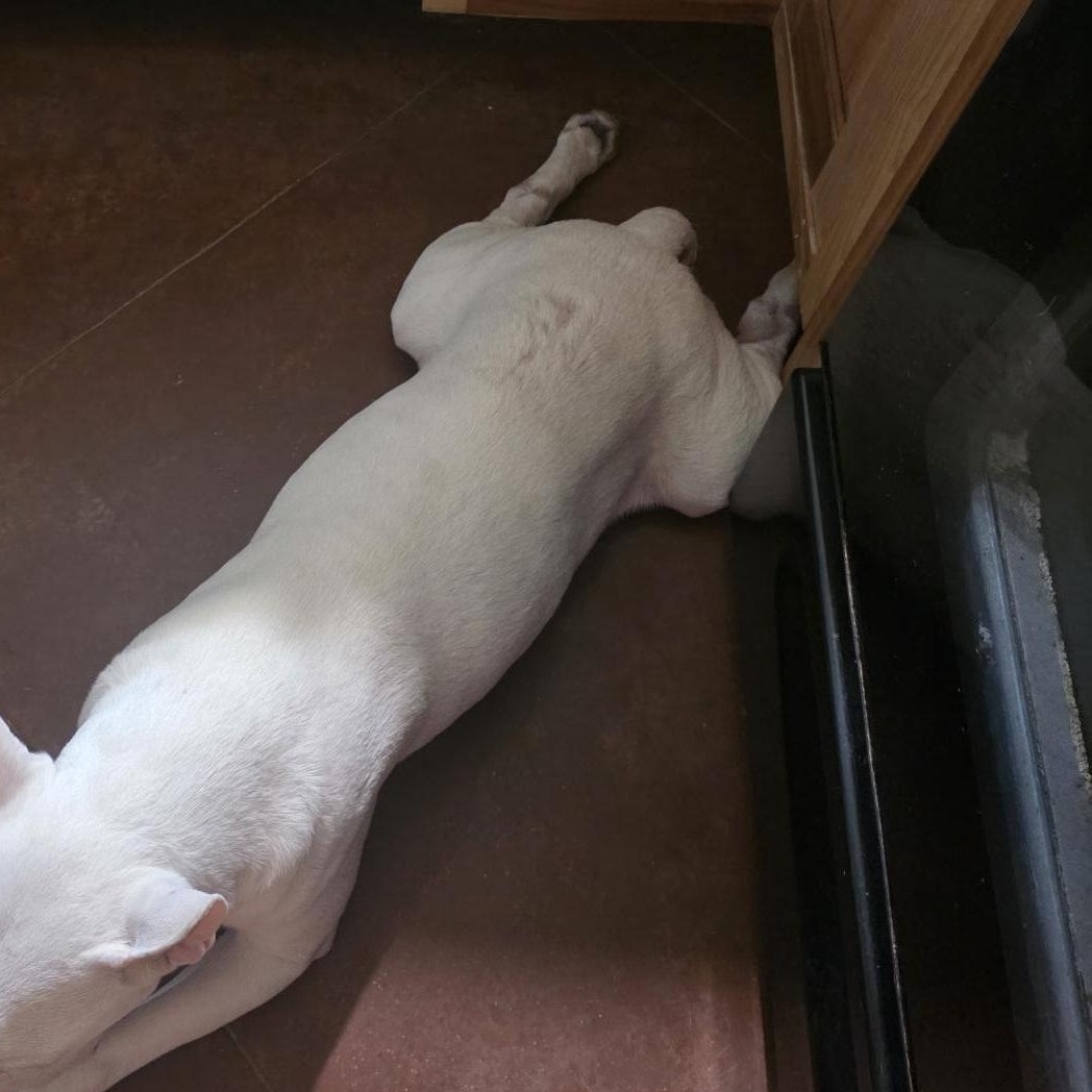 Enlarge Jack, a ADOPTABLE Bull Terrier in Dallas, TX image 2/5