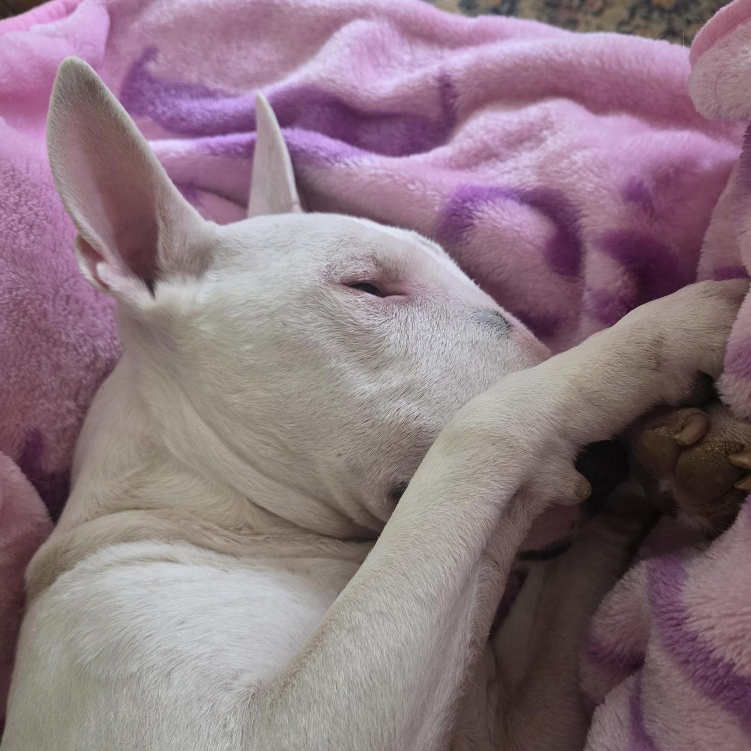Enlarge Jack, a ADOPTABLE Bull Terrier in Dallas, TX image 1/5