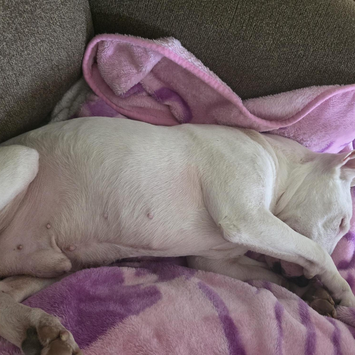 Enlarge Jack, a ADOPTABLE Bull Terrier in Dallas, TX image 3/5