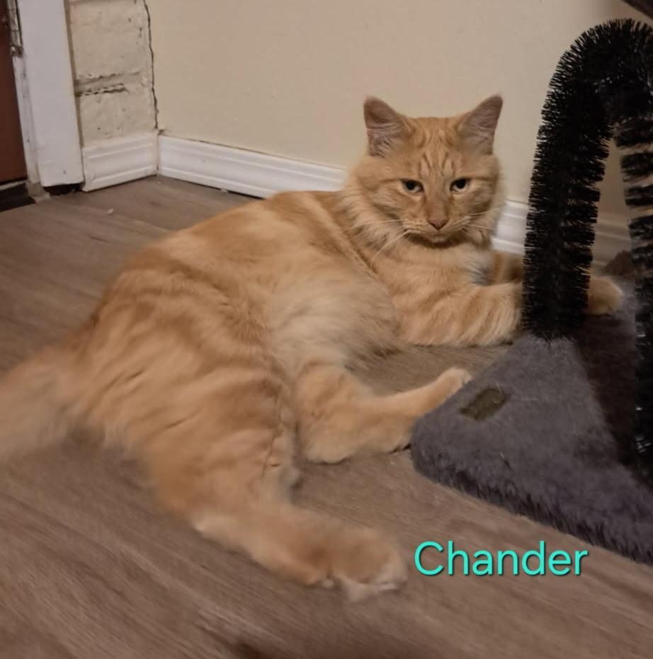 Chander thumbnail 2