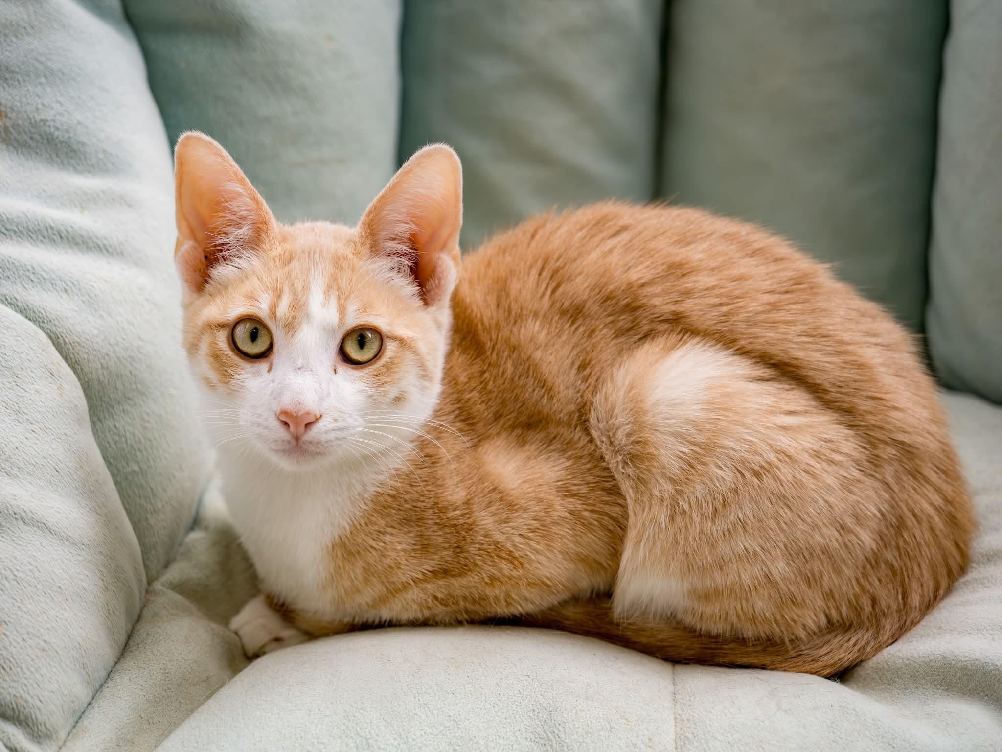 Enlarge Augustus, a ADOPTABLE Domestic Short Hair in Globe, AZ image 1/1