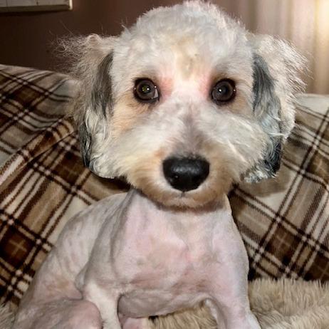 Gambit, Adoptable, Young Male Havanese & Poodle.