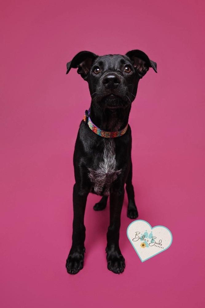 Enlarge Moo Chacho, a Adoptable mixed breed in Brookshire, TX image 1/3