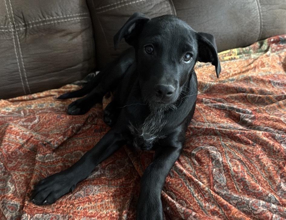 Enlarge Moo Chacho, a Adoptable mixed breed in Brookshire, TX image 2/3