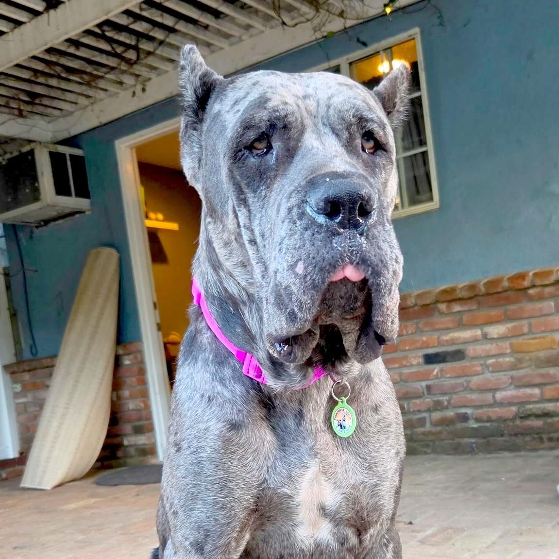Cinderella, Adoptable, Young Female Cane Corso.