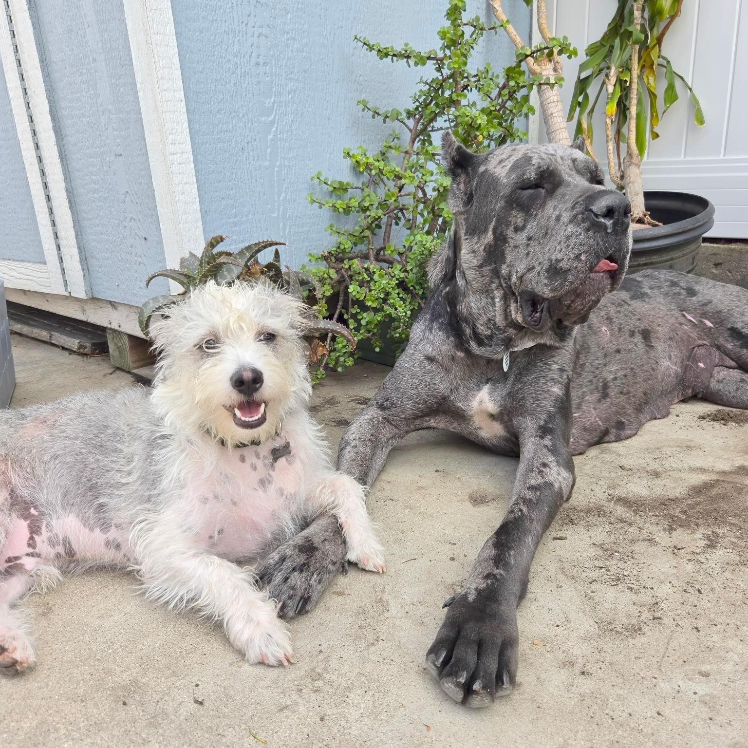Enlarge Cinderella, a Adoptable Cane Corso in Sun Valley, CA image 3/6