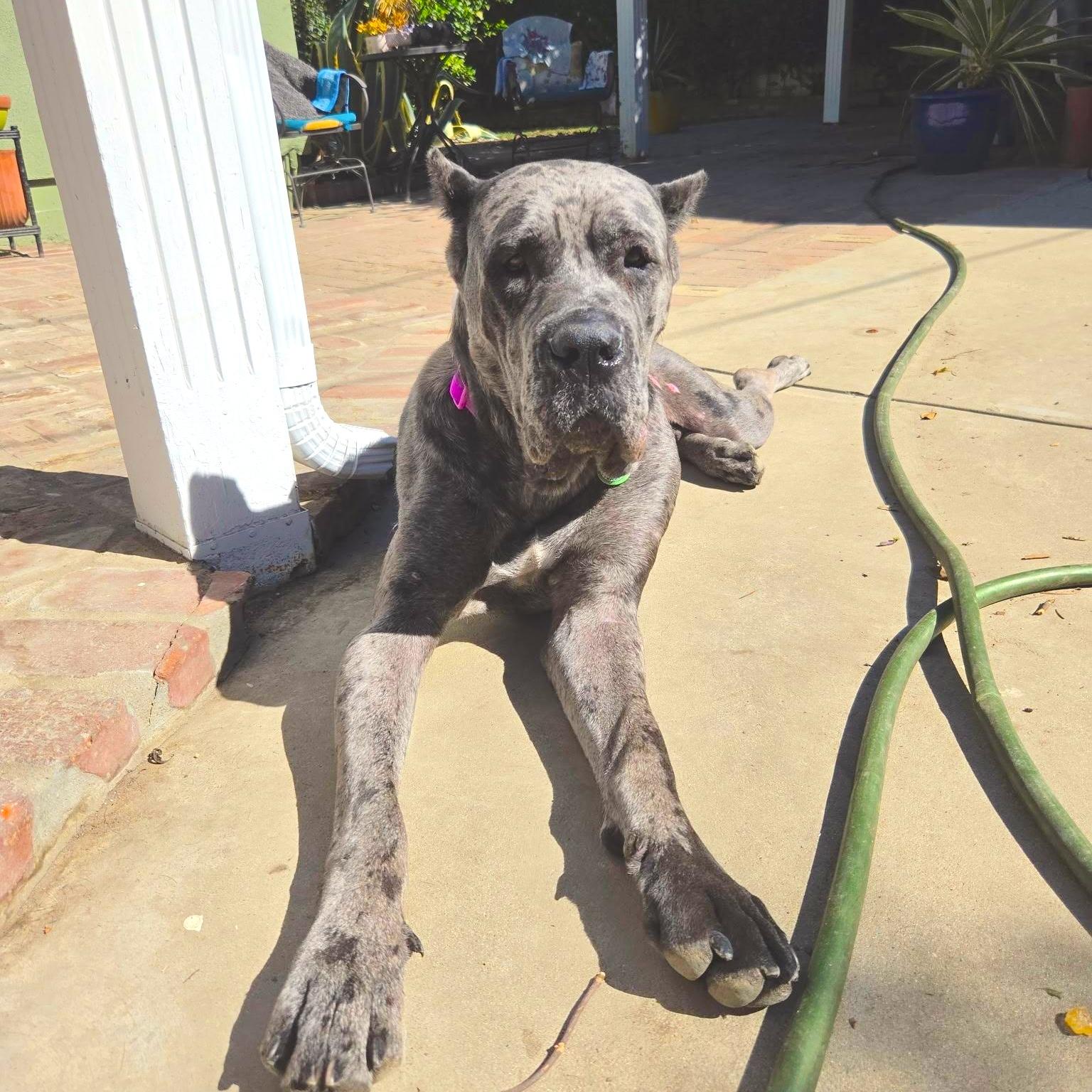 Enlarge Cinderella, a Adoptable Cane Corso in Sun Valley, CA image 2/6