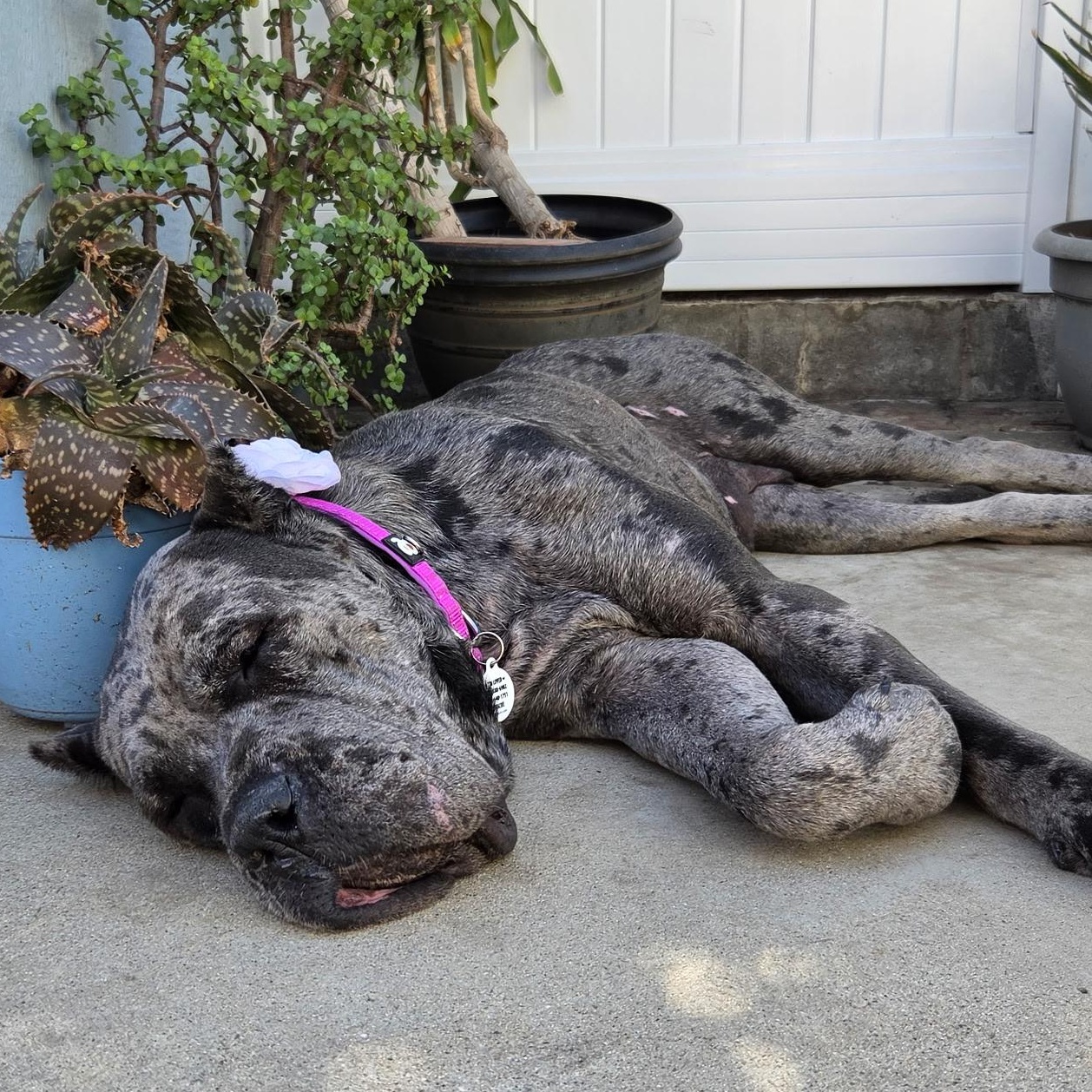 Enlarge Cinderella, a Adoptable Cane Corso in Sun Valley, CA image 5/6