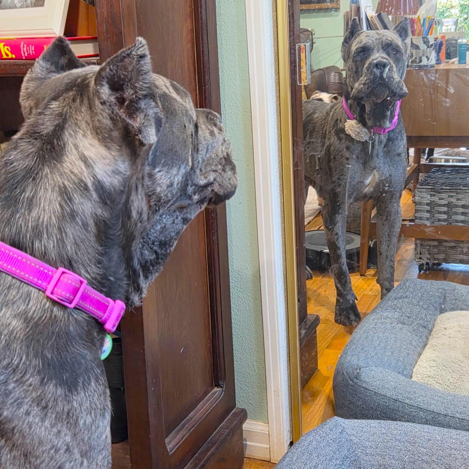 Enlarge Cinderella, a Adoptable Cane Corso in Sun Valley, CA image 4/6