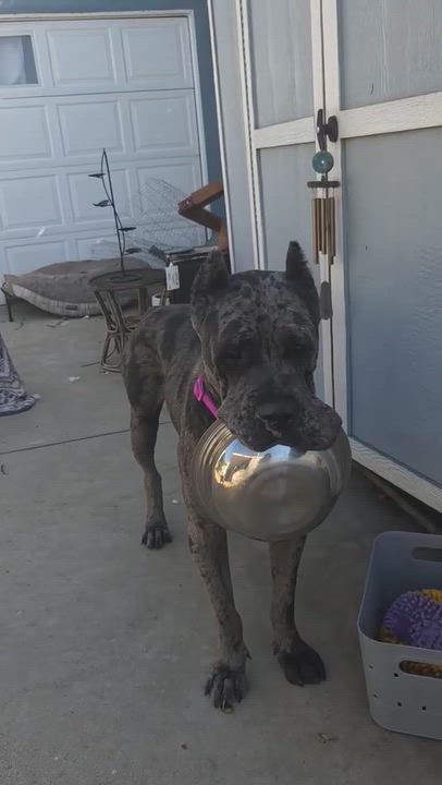 Enlarge Cinderella, a Adoptable Cane Corso in Sun Valley, CA video 6/6
