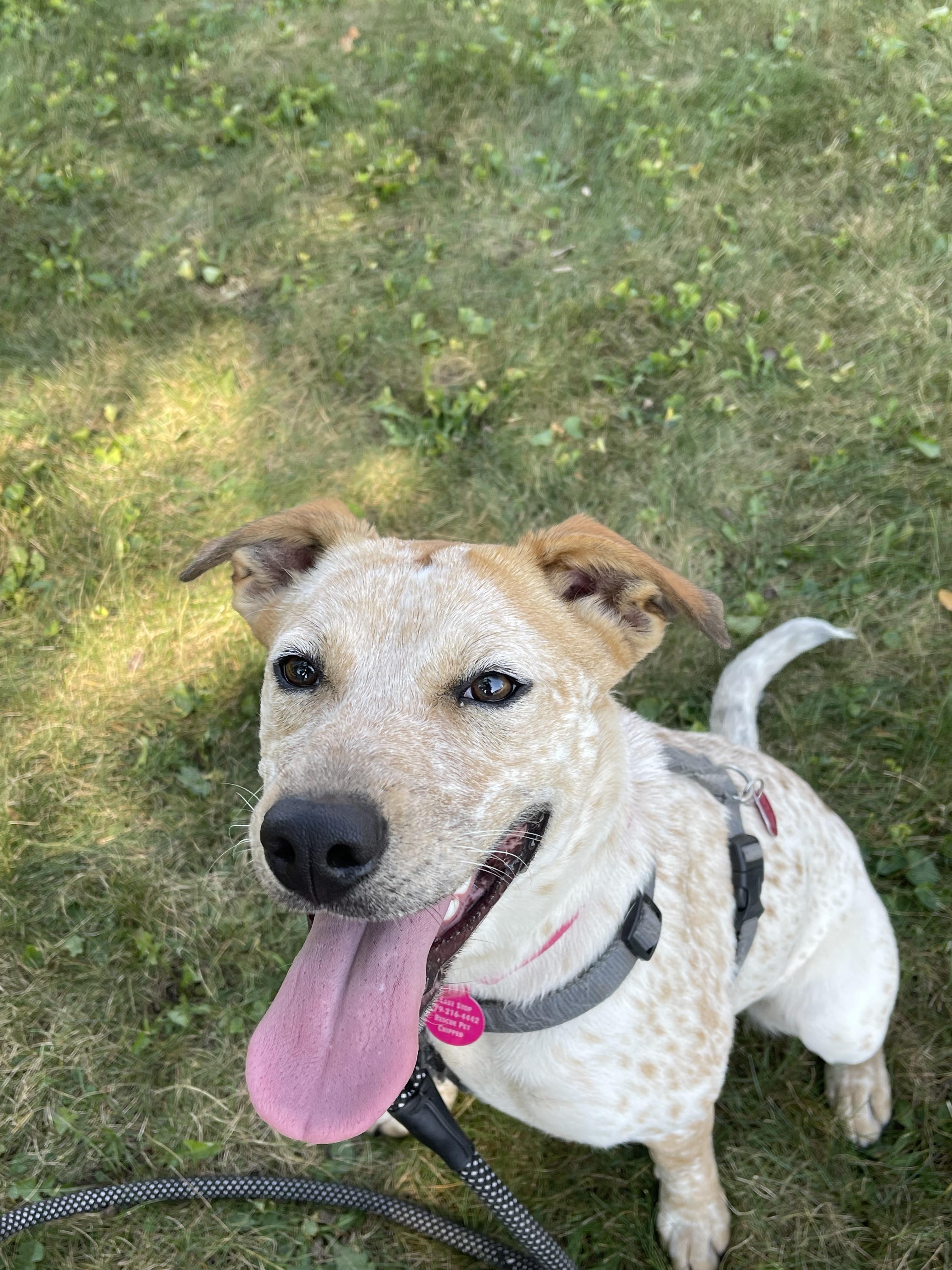 Jenny, a Adoptable mixed breed in Addison, IL image 6/6